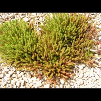 Sedum sexangulare (fam Crassulacees) (Europe) (1)